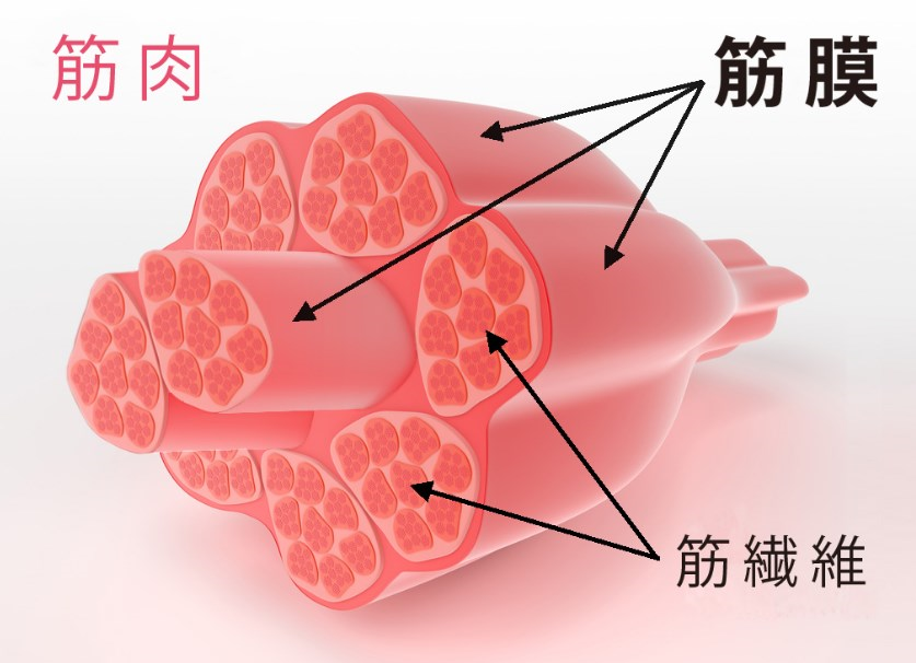 筋膜リリースよりお手軽 ランニングで体のコリをほぐす Runjoy